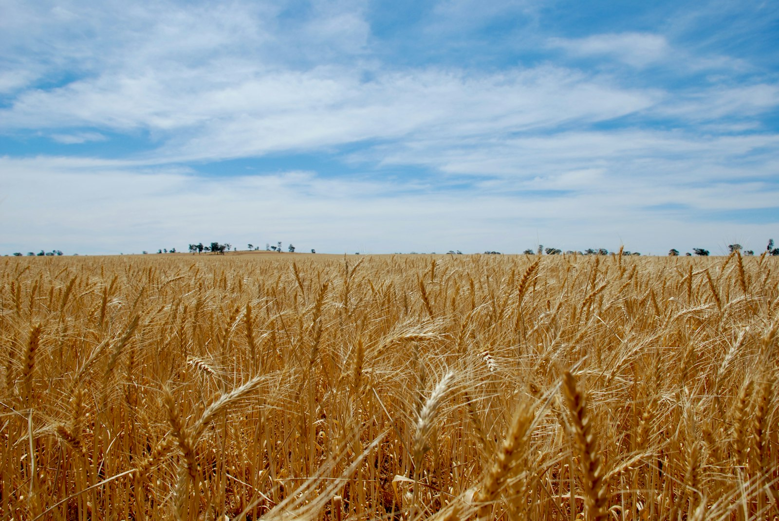 Cereal commodities